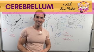 The Cerebellum [upl. by Yreme]