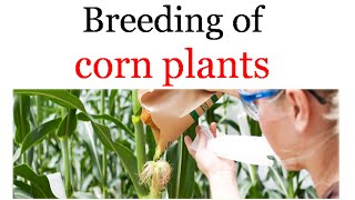 Breeding of corn plants [upl. by Giralda533]