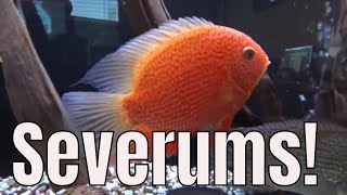 Amazing Red Severum Cichlid Tank fishfam [upl. by Connolly]