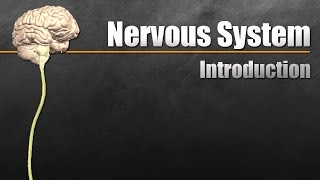 The Nervous System In 9 Minutes [upl. by Grantley]