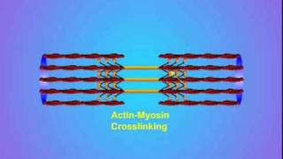 4 ActinMyosin Crosslinking [upl. by Aicital]