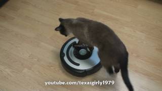 Cat shows HOW TO use iRobot Roomba Vacuum [upl. by Weinshienk]