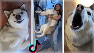 Ultimate Husky Compilation  Cute amp Funny Huskies of TikTok [upl. by Legnalos522]