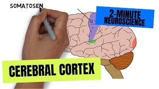 2Minute Neuroscience Cerebral Cortex [upl. by Tripp]