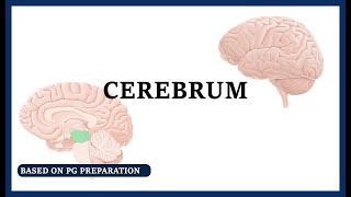 Anatomy of cerebrum [upl. by Nnyleuqcaj]