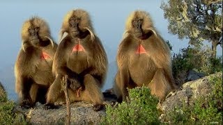 Defending a Monkey Harem  Clever Monkeys  BBC Earth [upl. by Mou]