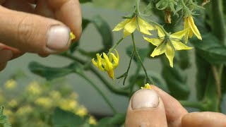 Plant breeding amp Crossing  Tomatoes Aubergines Peppers and Potatoes [upl. by Pryor]