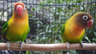 Lovebird Singing amp Chirping Sounds  Green Fischer Pair [upl. by Hakym]