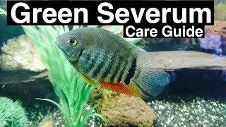 Green Severum Care Heros Severus [upl. by Kaine]