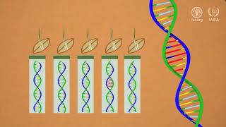 Using nuclear science in markerassisted plant breeding [upl. by Ahsi986]