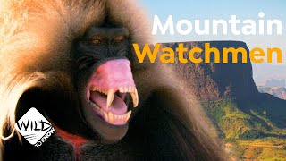 Geladas Watchmen of Ethiopia’s Mountains  Wild to Know [upl. by Einaffets]