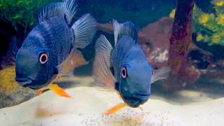 Green Severum  Heros efasciatus with fry [upl. by Frederik]