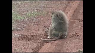 2006 Baboon Attacking Gazelle [upl. by Siskind]