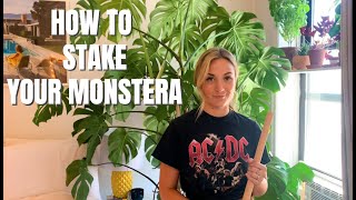 How To Stake Your Monstera Deliciosa [upl. by Rumit]