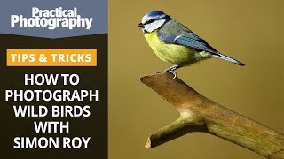 How to photograph wild birds with Simon Roy [upl. by Also449]