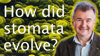 What are stomata amp how did they evolve  Alistair Hetherington 🍃👄 [upl. by Hsinam694]