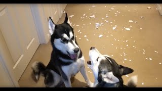 Huskies arguing over who made the mess [upl. by Jase]