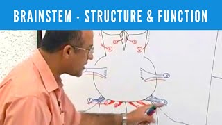 Brainstem  Structure and Function  Neuroanatomy [upl. by Milinda801]