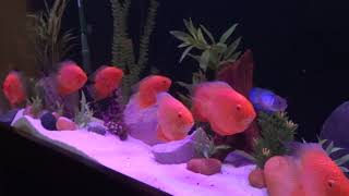 90 gal Aquarium with Red Severums [upl. by Mari847]