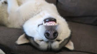 ONLY HUSKY OWNERS WOULD UNDERSTAND  HUSKYOWNERPROBLEMS  FUNNY HUSKY COMPILATION  EP 1 [upl. by Newmann]