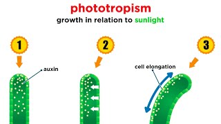 Mechanisms of Plant Growth [upl. by Hsetim84]