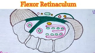 Flexor Retinaculum of Hand [upl. by Capello]