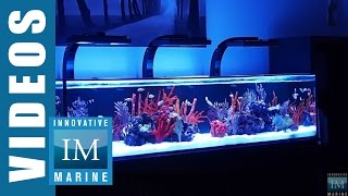 Innovative Marine NUVO SR Series 60 80 amp 120 Gallon Aquarium [upl. by Defant]