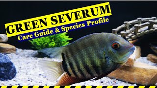 GREEN SEVERUM CARE [upl. by Geer]