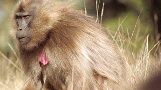 Female Geladas Consider Replacing Their Lazy King [upl. by Fosdick]