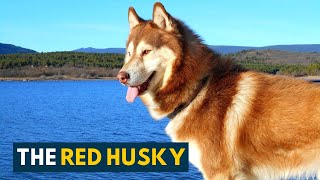 Red Husky 10 Amazing Facts About The Gorgeous Siberian Husky Dog [upl. by Ahsirtak]