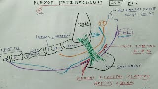 Flexor Retinaculum of Leg  Lower Limb Anatomy  TCML [upl. by Rinum]