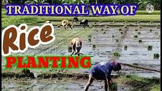 TRADITIONAL RICE PLANTING IN THE PHILIPPINES STEP BY STEP [upl. by Harlie70]