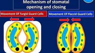 Biology Form5 SPM Chapter 1 Mechanism of opening and closing of stomata Memory Aid [upl. by Halyhs]