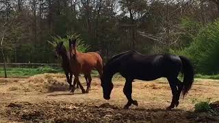 Pasture Breeding Morgan Horses  Educational  40118 Easter Sunday [upl. by Aelahc]