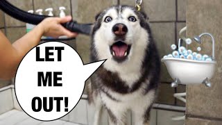 Grooming My Husky Goes Wrong SHE SCREAMS 😱🤣 [upl. by Amberly]