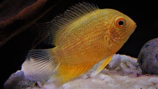 Severum Cichlid Fish Care amp Tank Setup Guide [upl. by Keven986]