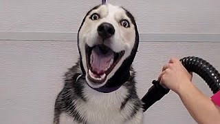 Hilarious dramatic Husky throws a temper tantrum [upl. by Aicilram]