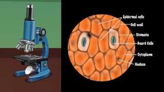 Demonstration of Stomata on a Leaf Peel  MeitY OLabs [upl. by Anyk]