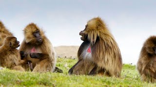 Are Gelada Cries the Closest Thing We Have to Human Speech 4K [upl. by Idnar]