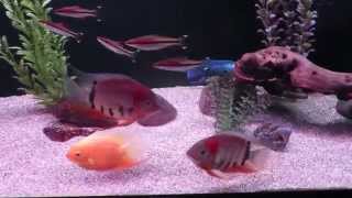 My south american cichlid severum tank [upl. by Nolra]