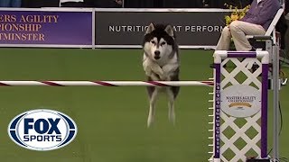 ‘Lobo’ the Siberian Husky goes off script in the 24 inch class of agility competition  FOX SPORTS [upl. by Lesak]