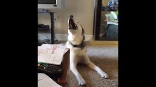 Screaming Husky is Confused [upl. by Geer37]