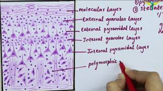 Histology of Cerebral Cortex [upl. by Raamaj674]