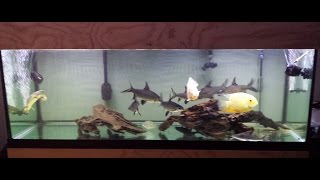 180 Gallon Aquarium Update with Bala Sharks Oscar Severum Bichir and Catfish [upl. by Eluj389]