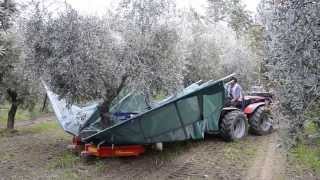 raccolta olive con scuotitore berardinucci [upl. by Mintz523]