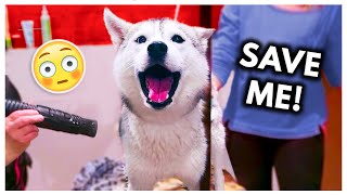 Dramatic Husky has MELTDOWN at Groomers headphone warning [upl. by Alyosha195]