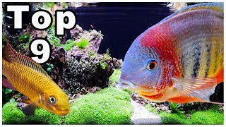 Top 9 Best Cichlids for Community Tanks [upl. by Anisirhc]