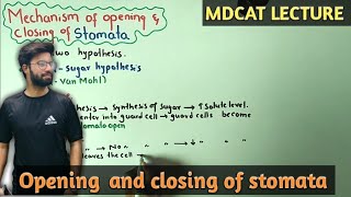 Mechanisms Of Opening and closing of stomata  NMDCAT 2021 [upl. by Phil292]