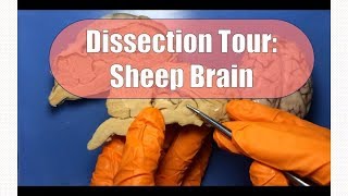 Sheep Brain Dissection [upl. by Ennaxxor]