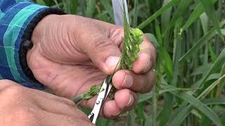 Hybridization Crossing technique Emasculation amp Pollination in wheat Triticum aestivum [upl. by Margarete]